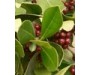 Laurel Leaf Organic - Laurus nobilis