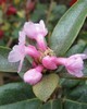 Rhododendron anthopogon Wild - Rhododendron anthopogon.D Don