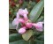 Rhododendron anthopogon Wild 野生髯花杜鵑