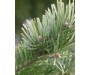 Fir Needle Sibirica Wild - Abies sibirica