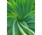 Aloe Vera butter - Aloe barbadensis/cocos nucifera