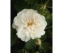 Rose Alba Organic Hydrosol 有機白玫瑰純露