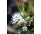 Labrador Tea Wild - Ledum groenlandicum