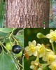 Ho Wood Wild - Cinnamomum camphora