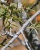 Cade - Juniperus oxycedrus