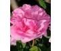 Rosa Damascus Organic Hydrosol - Rosa damascena