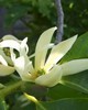 Champaca White Wild - Michelia alba