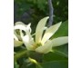Champaca White Wild - Michelia alba