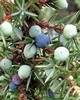 Juniperberry CO2 (wild) - Juniperus communis