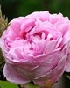 Rose De Mal - Rosa centifolia