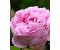 Rose De Mal - Rosa centifolia