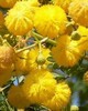 Cassie Flower Absolute Wild - Acacia Farnesiana L.