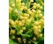 Aglaia Flower Absolute Wild - Aglaia odorata