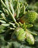 Spruce Black Wild - Picea mariana
