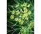 Dill weed - Anethum graveolens