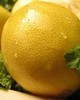 Lemon - Citrus limonum