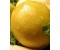 Lemon - Citrus limonum
