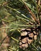 Pine Scotch Wild - Pinus sylvestris