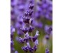 Lavender Wild Hydrosol - Lavandula angustifolia