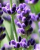 Lavender Wild - Lavandula officinalis