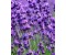 Lavender spike - Lavandula latifolia