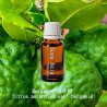Bergamot - Citrus bergamia