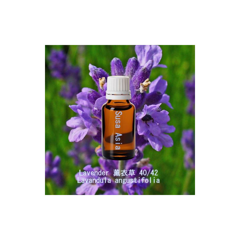 Lavender 40/42 - Lavandula angustifolia