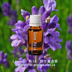 單方精油 Lavender Wild  野生薰衣草