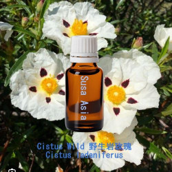 Cistus Oil Wild - Cistus ladaniferus