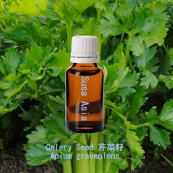 Celery Seed - Apium graveolens