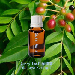 Curry Leaf - Murraya koenigii