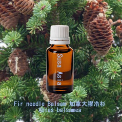 Fir needle Balsam - Abies balsamea