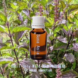 Basil Holy Wild - Ocimum sanctum