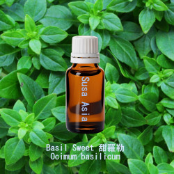 Basil sweet ct. chavicol - Ocimum basilicum