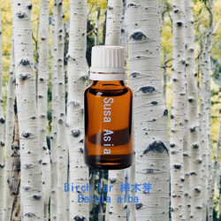 Birch Tar - Betula alba