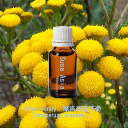 Blue Tansy - Tanacetum annuum