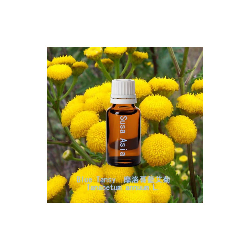 單方精油 Blue Tansy  摩洛哥藍艾菊