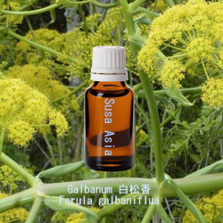 Galbanum - Ferula galbaniflua