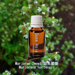 Marjoram Sweet - Marjorana hortensis
