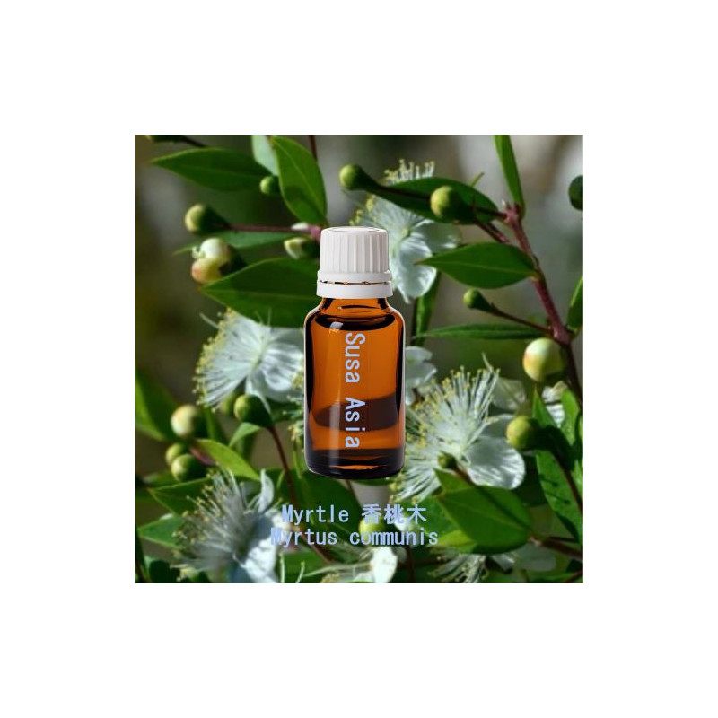 Myrtle - Myrtus communis