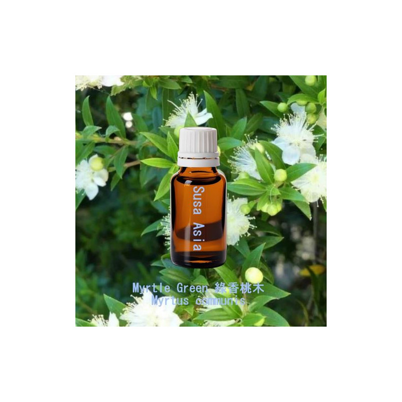 Myrtle Green - Myrtus communis