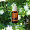 Myrtle Green - Myrtus communis