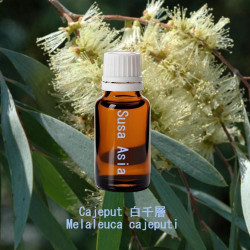 Cajeput - Melaleuca cajeputi