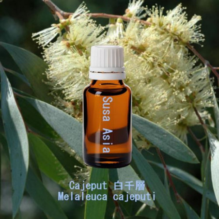 單方精油 Cajeput 白千層