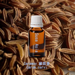 Caraway - Carum carvi