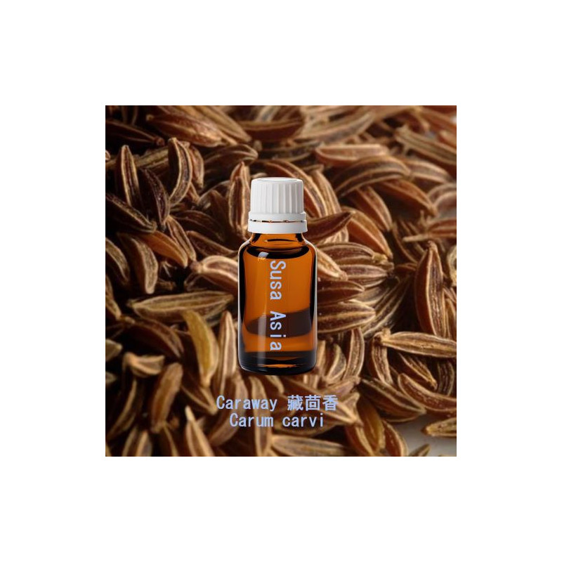 Caraway - Carum carvi