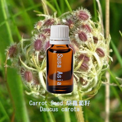 Carrot Seed - Daucus carota