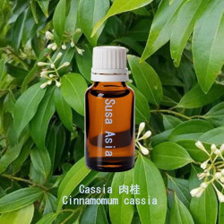 Cassia - Cinnamomum cassia