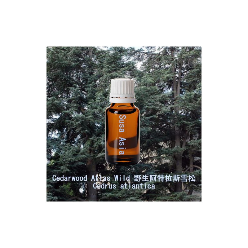 Cedarwood Atlas Wild - Cedrus atlantica