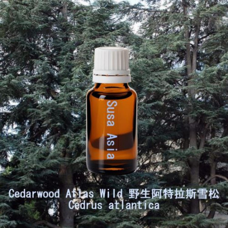 Cedarwood Atlas Wild - Cedrus atlantica